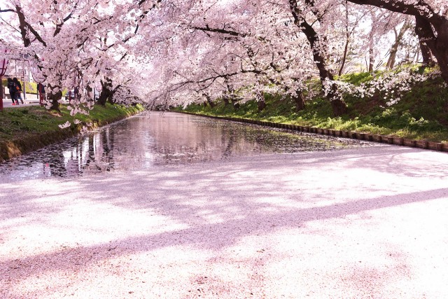 Tebura de Kanokai – Cherry Blossom Viewing Picnic without Hassle
